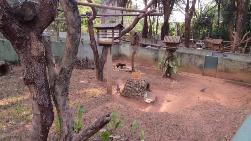 excursao-ao-zoologico-bh-