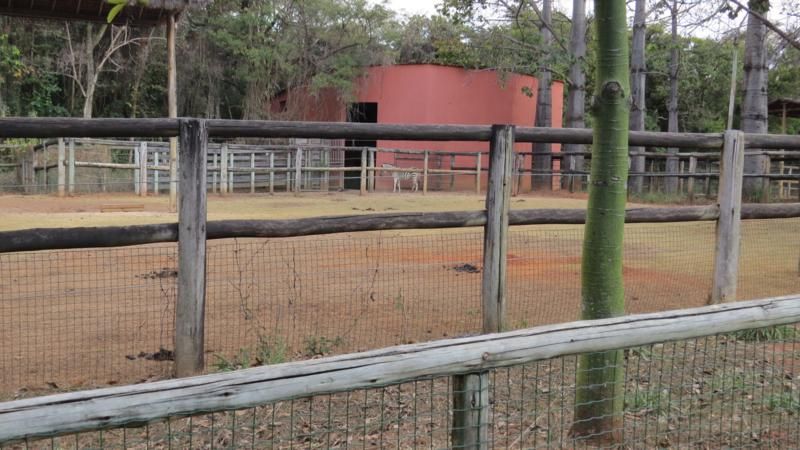 excursao-ao-zoologico-bh-