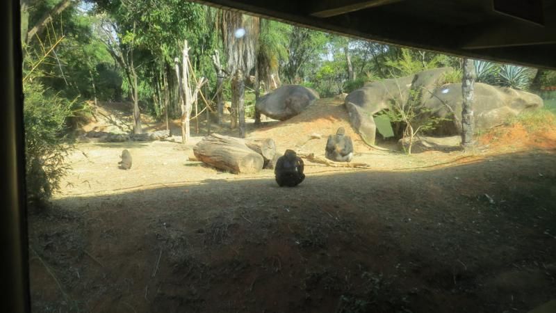 excursao-ao-zoologico-bh-