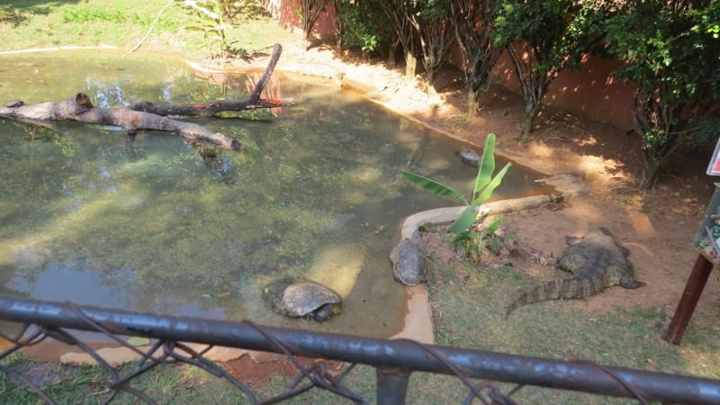 excursao-ao-zoologico-bh-