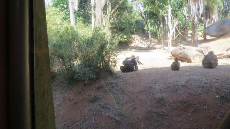 excursao-ao-zoologico-bh-