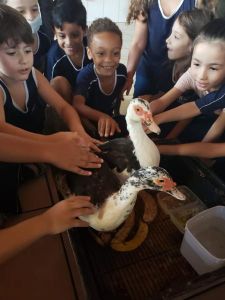 Momento especial: conhecendo duas patinhas